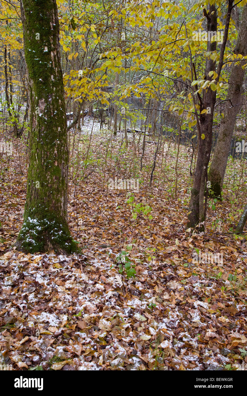 Neige et forêt d'automne, les aulnes Pinocon de faune, Mitchell Comté (Iowa) Banque D'Images