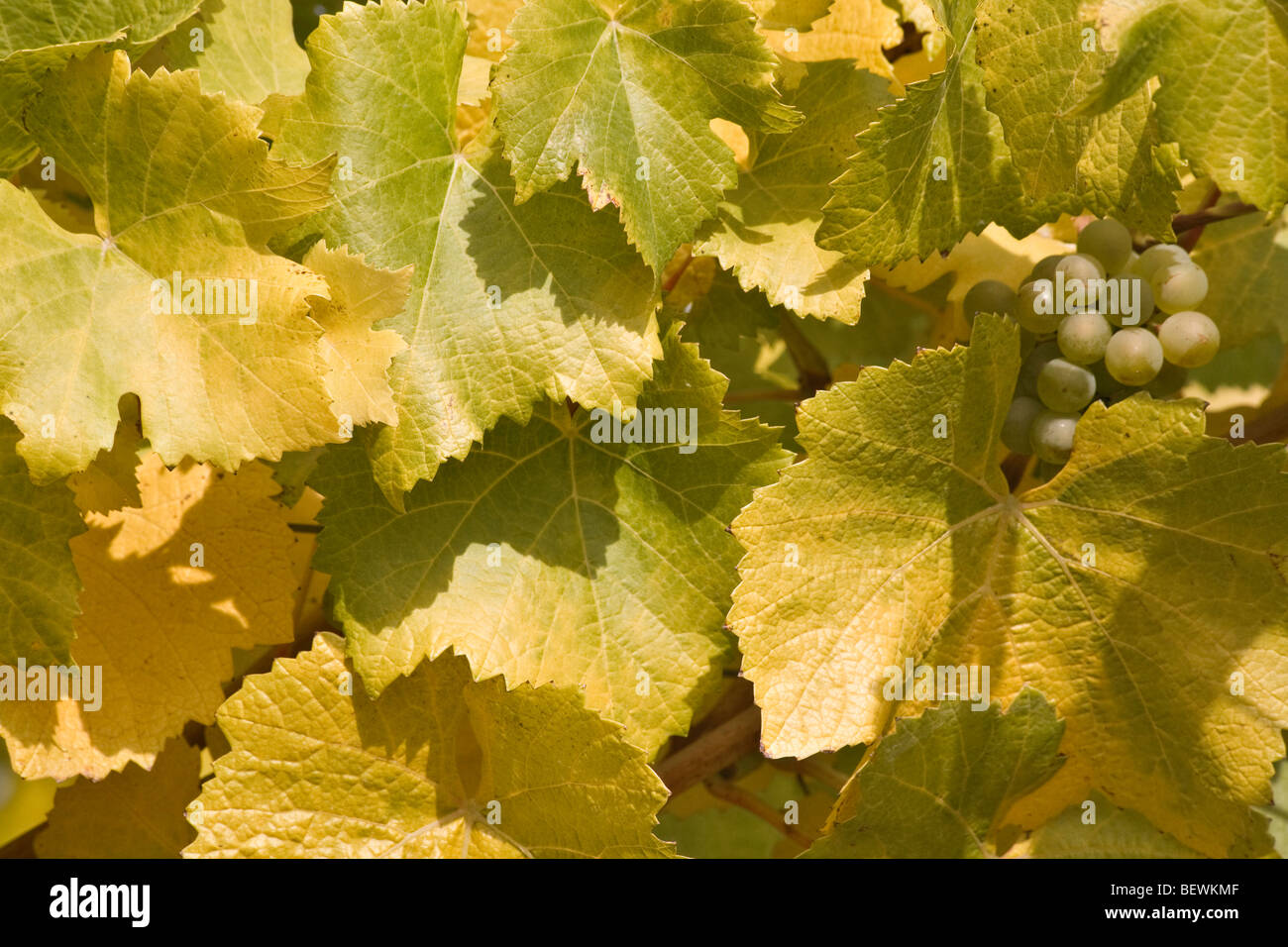 Close-up de raisins avec des feuilles sur une branche, Willamette Valley, Oregon, USA Banque D'Images