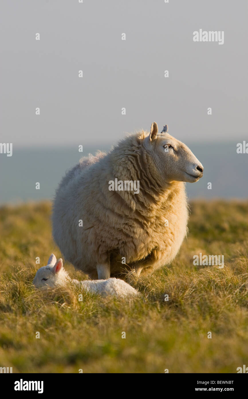 Avec l'agneau brebis sur la côte de Pembrokeshire Banque D'Images