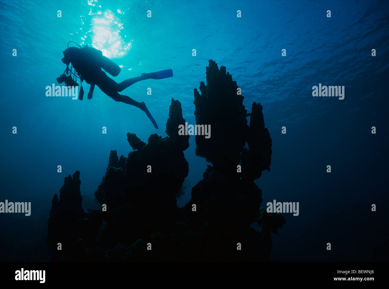 Scuba Diver explore les récifs coralliens. Sinaï, Egypte - Mer Rouge Banque D'Images