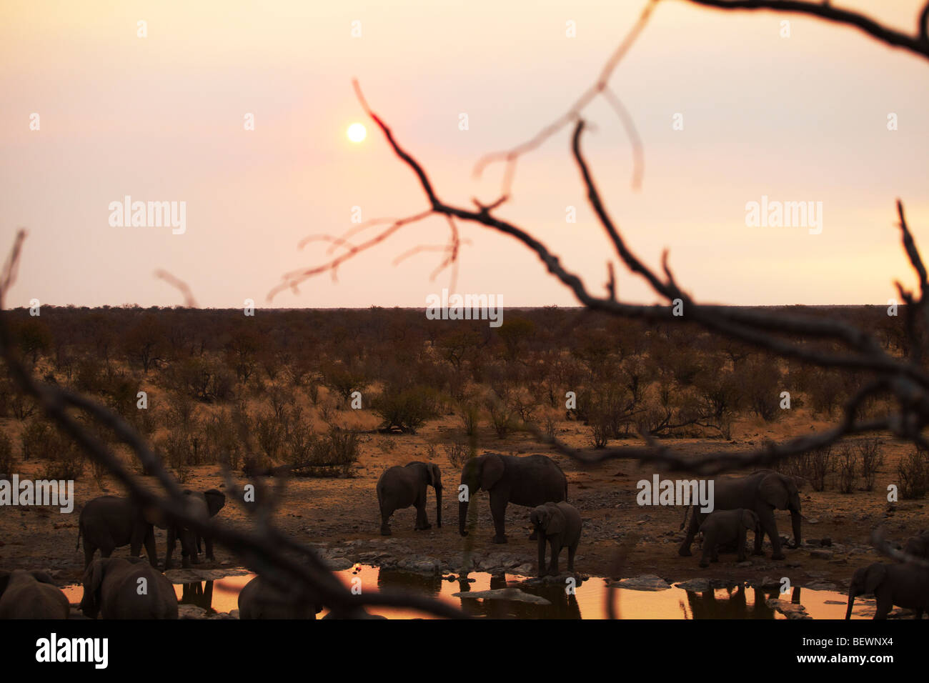 Des éléphants au waterhole, Etosha National Park Banque D'Images