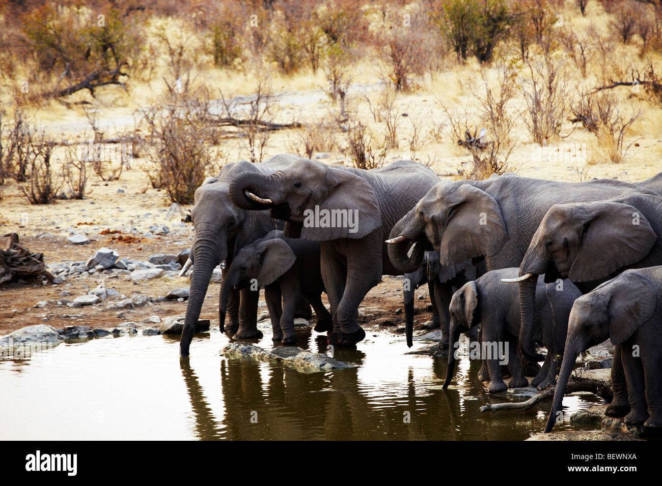 Des éléphants au waterhole, Etosha National Park Banque D'Images