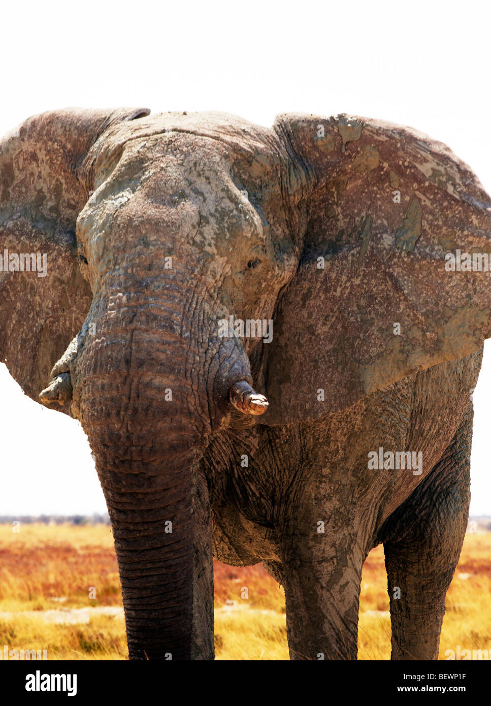 Dans l'éléphant safari, Etosha National Park Banque D'Images