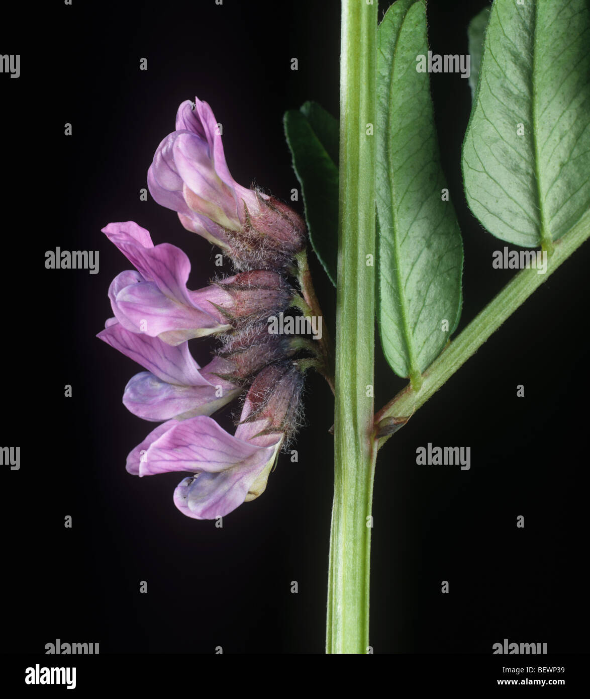 Vesce Vicia sepium Bush (fleurs) Banque D'Images