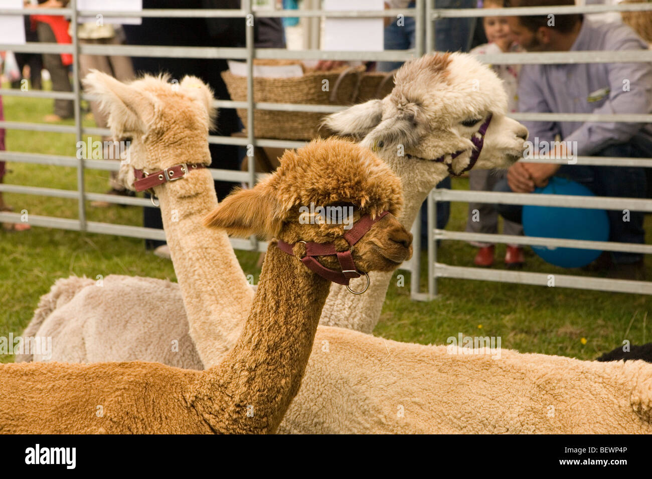 Les Alpagas En Grande Bretagne Banque D Image Et Photos Alamy