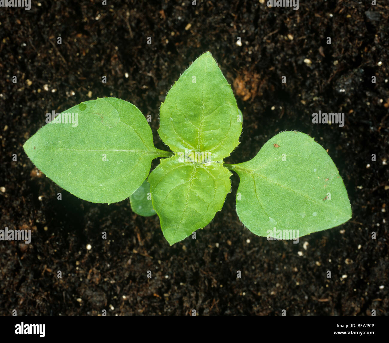 Galinsoga parviflora (Soldat Gallant) avec deux vraies feuilles Banque D'Images