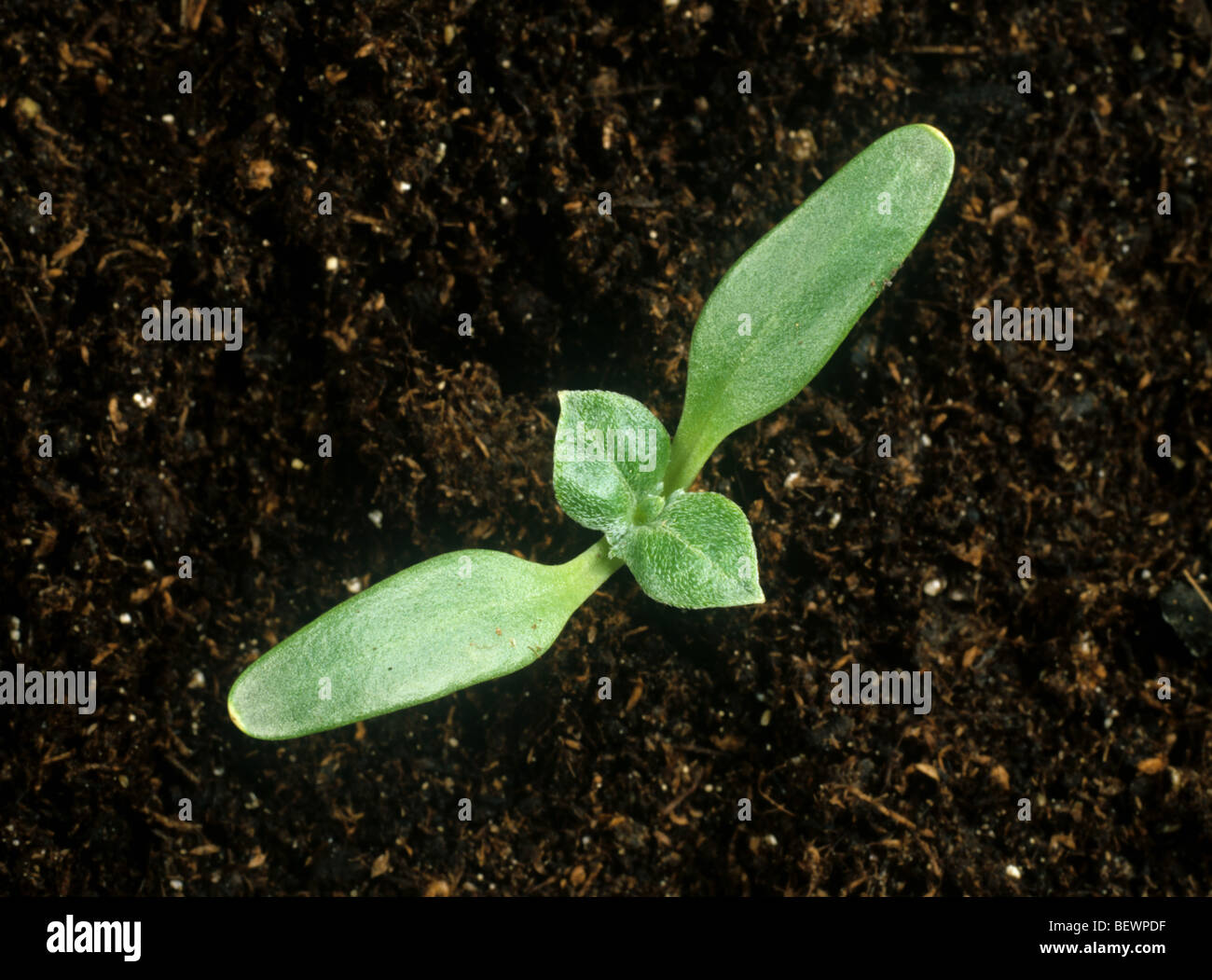 Lampourde épineuse (Xanthium spinosum) cotylédons des plantules avec deux premières vraies feuilles à développer Banque D'Images