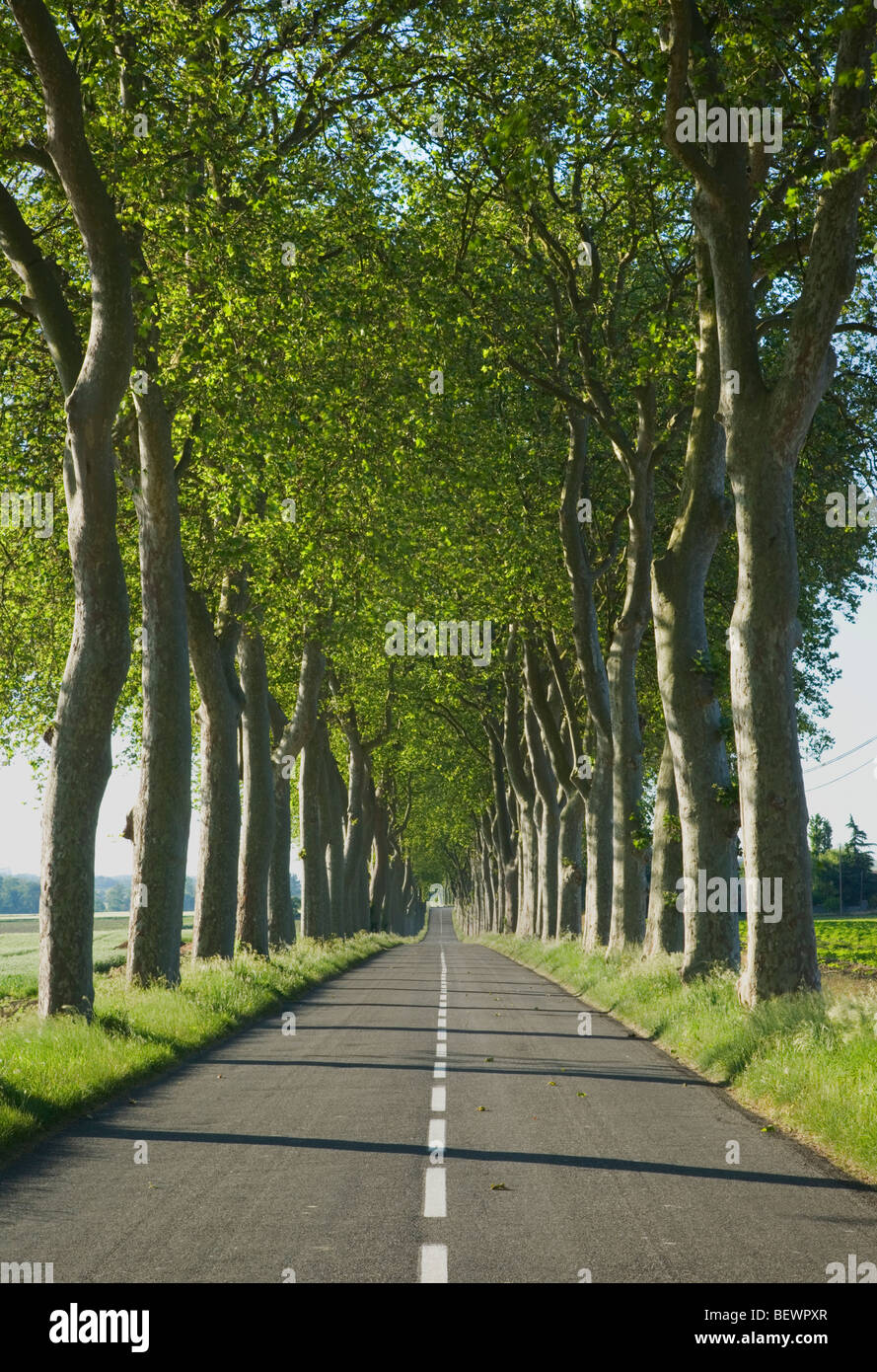 Allée d'arbres le long d'une route dans la France rurale. Languedoc-Rousillon. La France. Banque D'Images