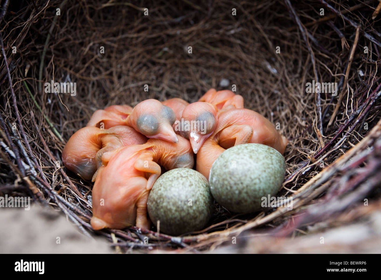 Bebe Pie Banque D Image Et Photos Alamy