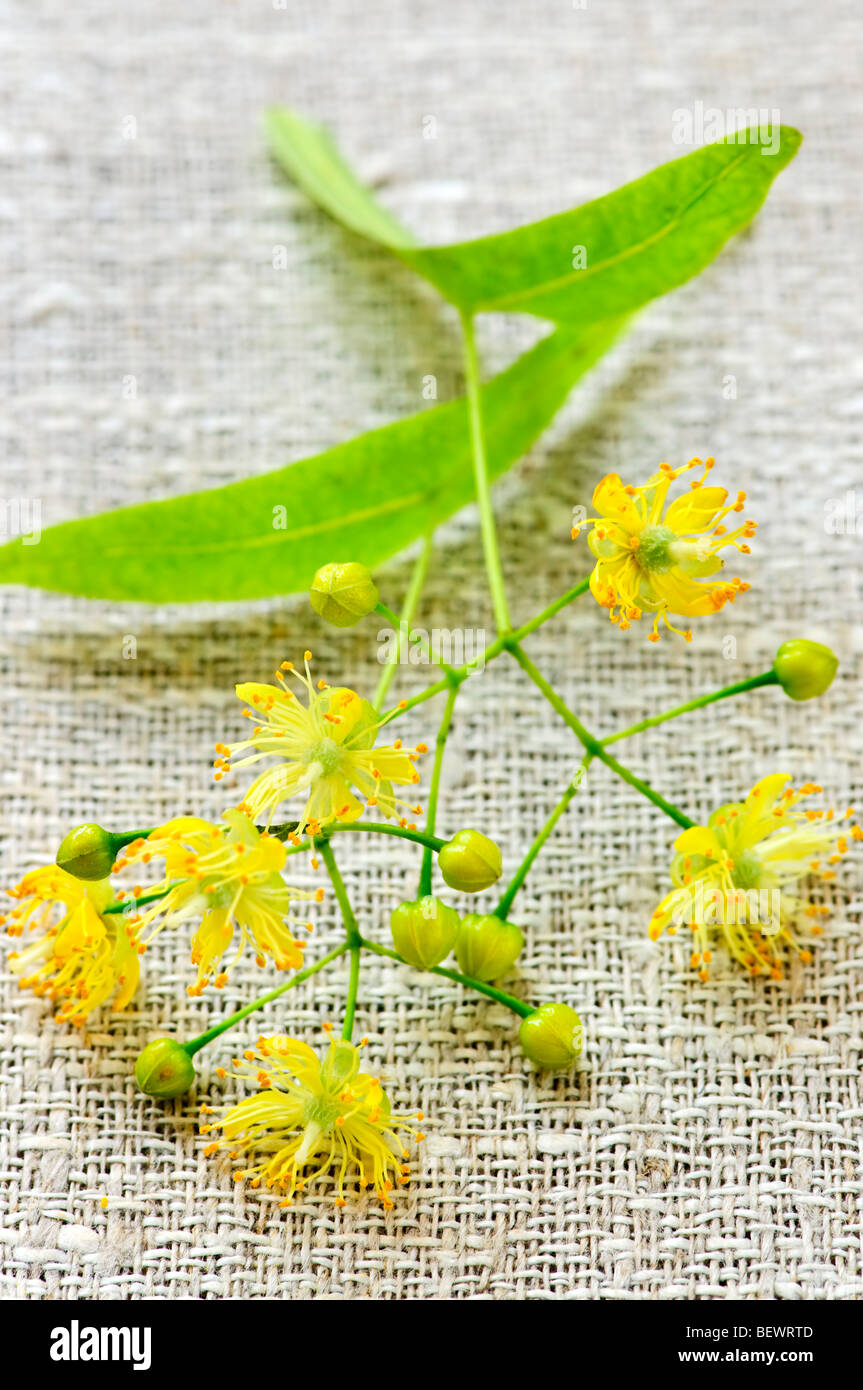 Libre de droit de la direction générale et de fleurs de tilleul jaune Banque D'Images