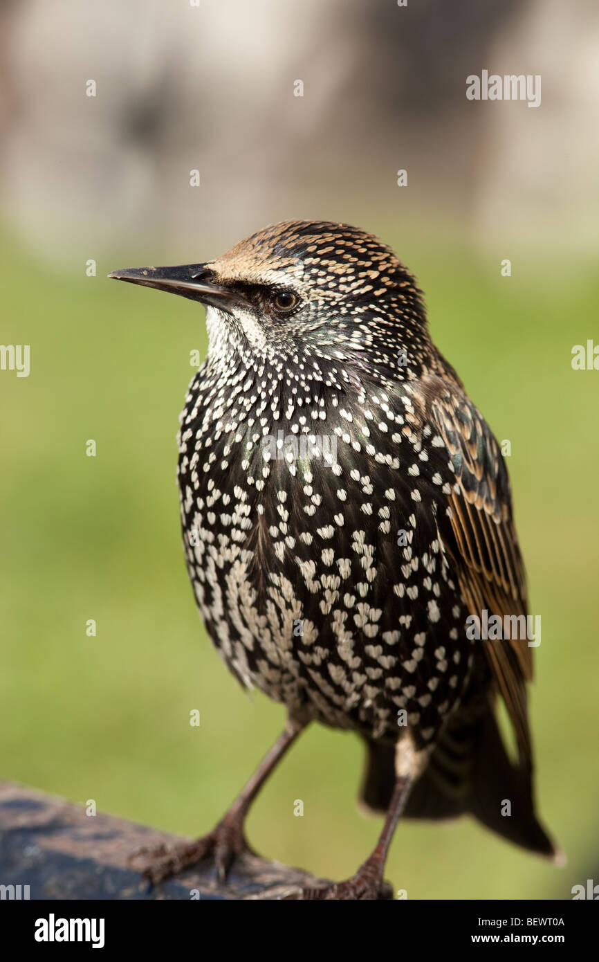 Étourneau sansonnet à l'automne avant de s'envoler Banque D'Images