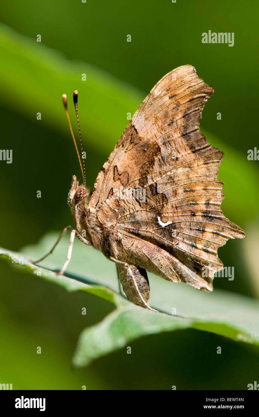 Comma Butterfly (Polygonia c-album d'ailes). La Slovénie de juillet. Banque D'Images