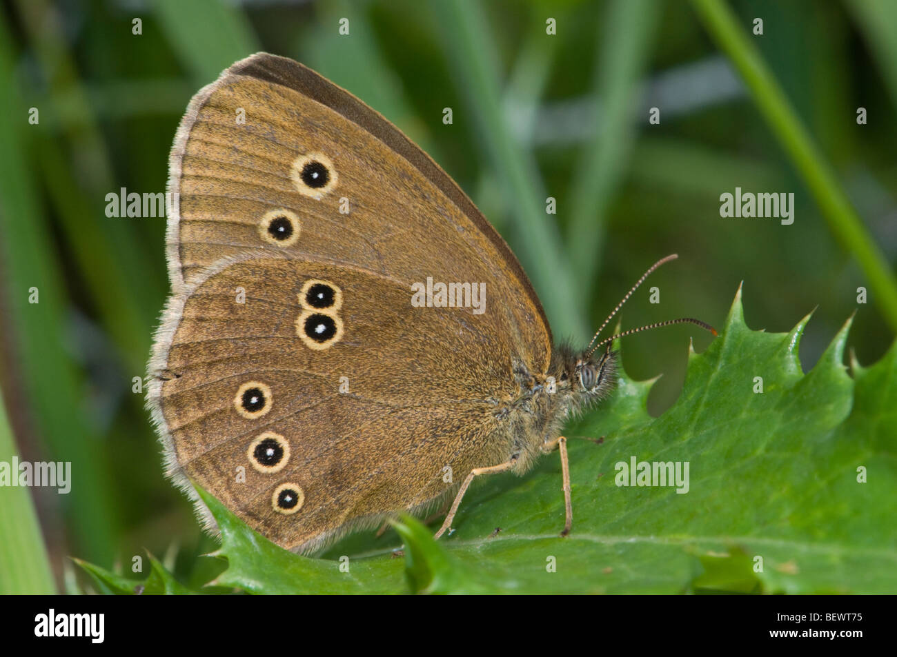 (Un papillon Aphantopus hyperantus d'ailes). Kent, UK, juillet. Banque D'Images