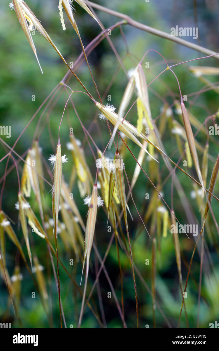 Stipa gigantea AGA en fleur Banque D'Images