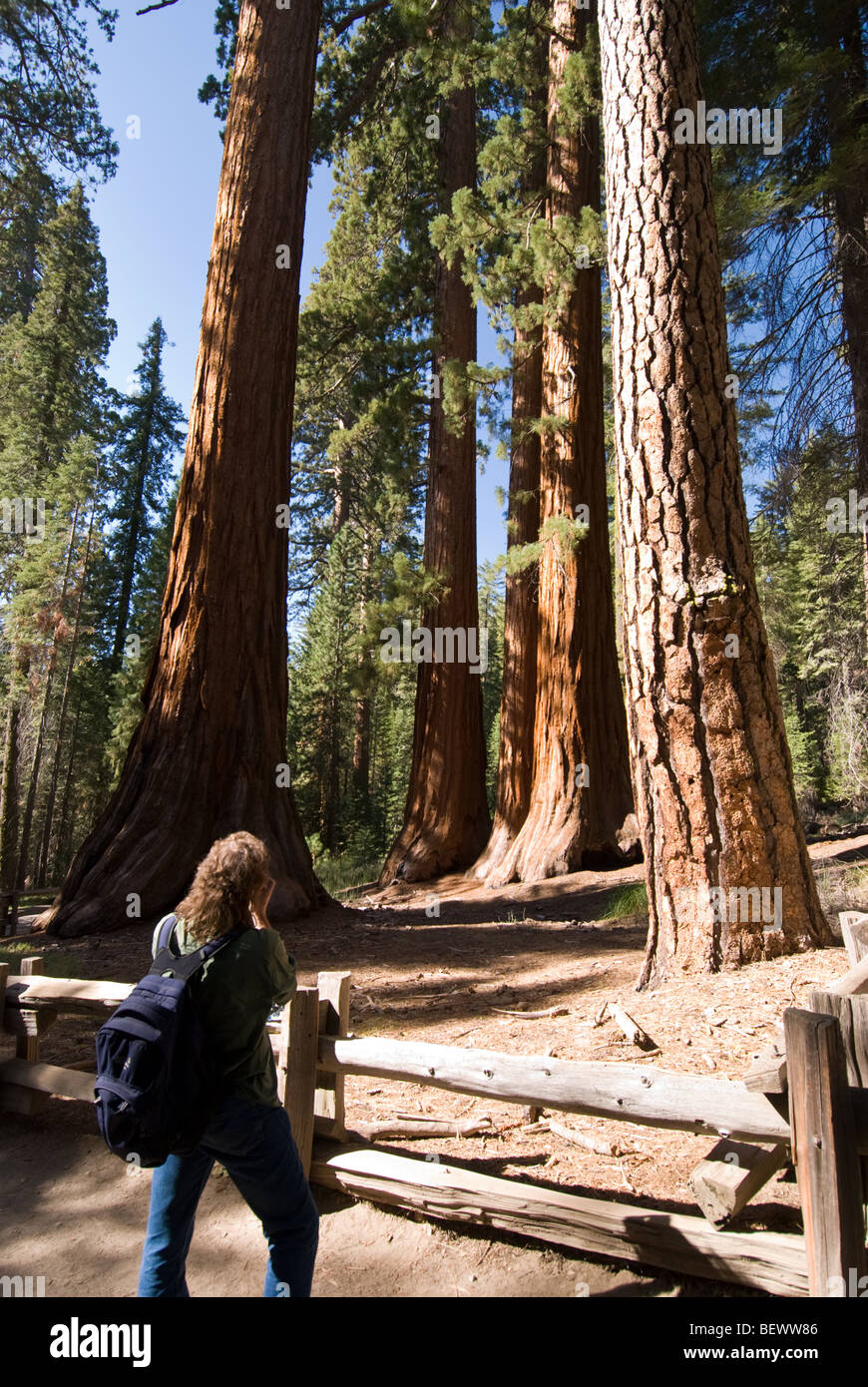 Un homme prend une photo du Bachelor et Trois Grâces' séquoias géants de Mariposa Grove dans le Yosemite National Park, CA. Banque D'Images