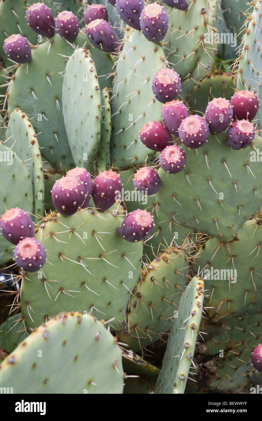 Cactus jardin fruits légumes comestibles violet aiguille Banque D'Images