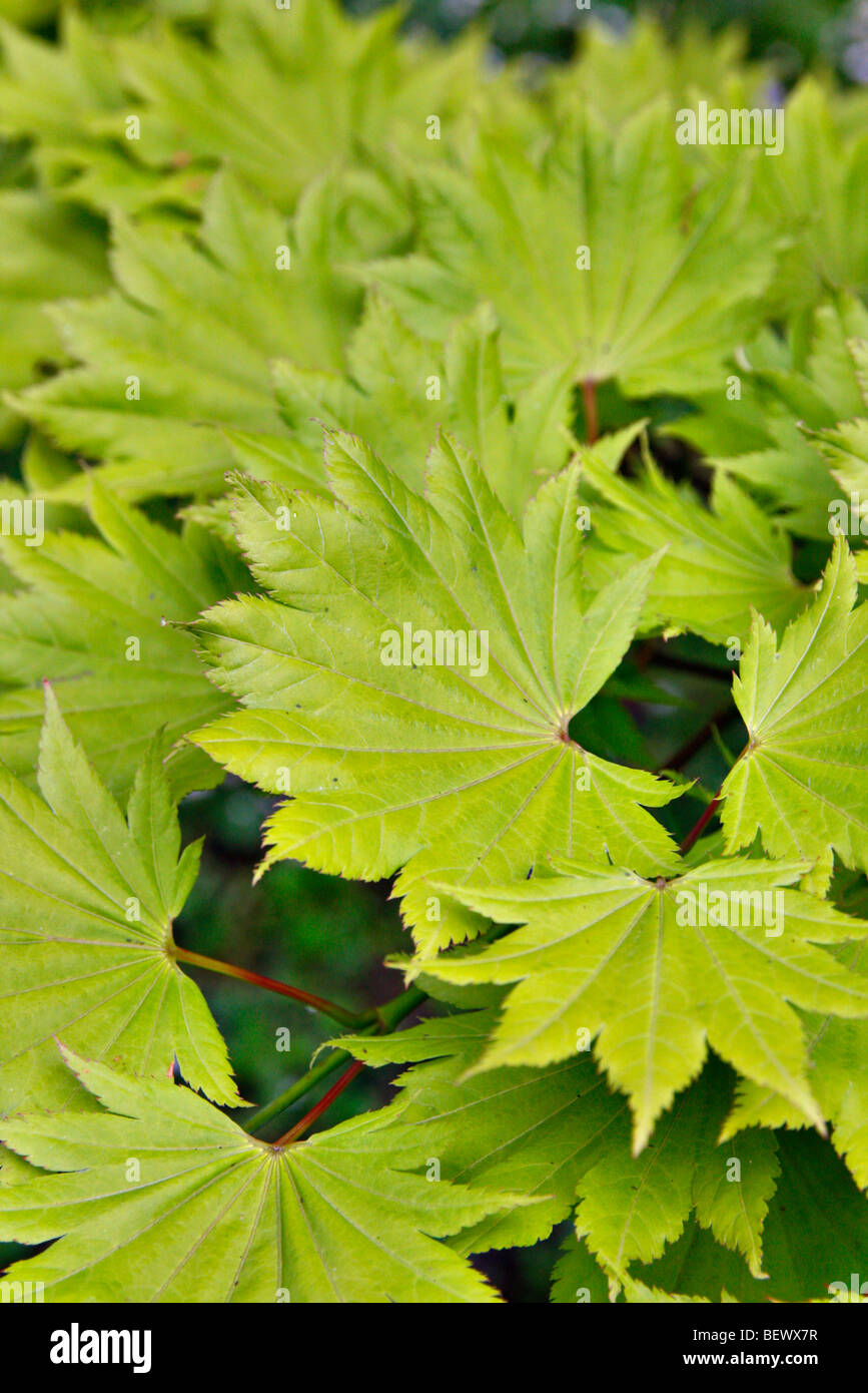 Acer shirasawanum 'aureum' feuillage nouveau AGA - syn Acer japonicum 'aureum' Banque D'Images