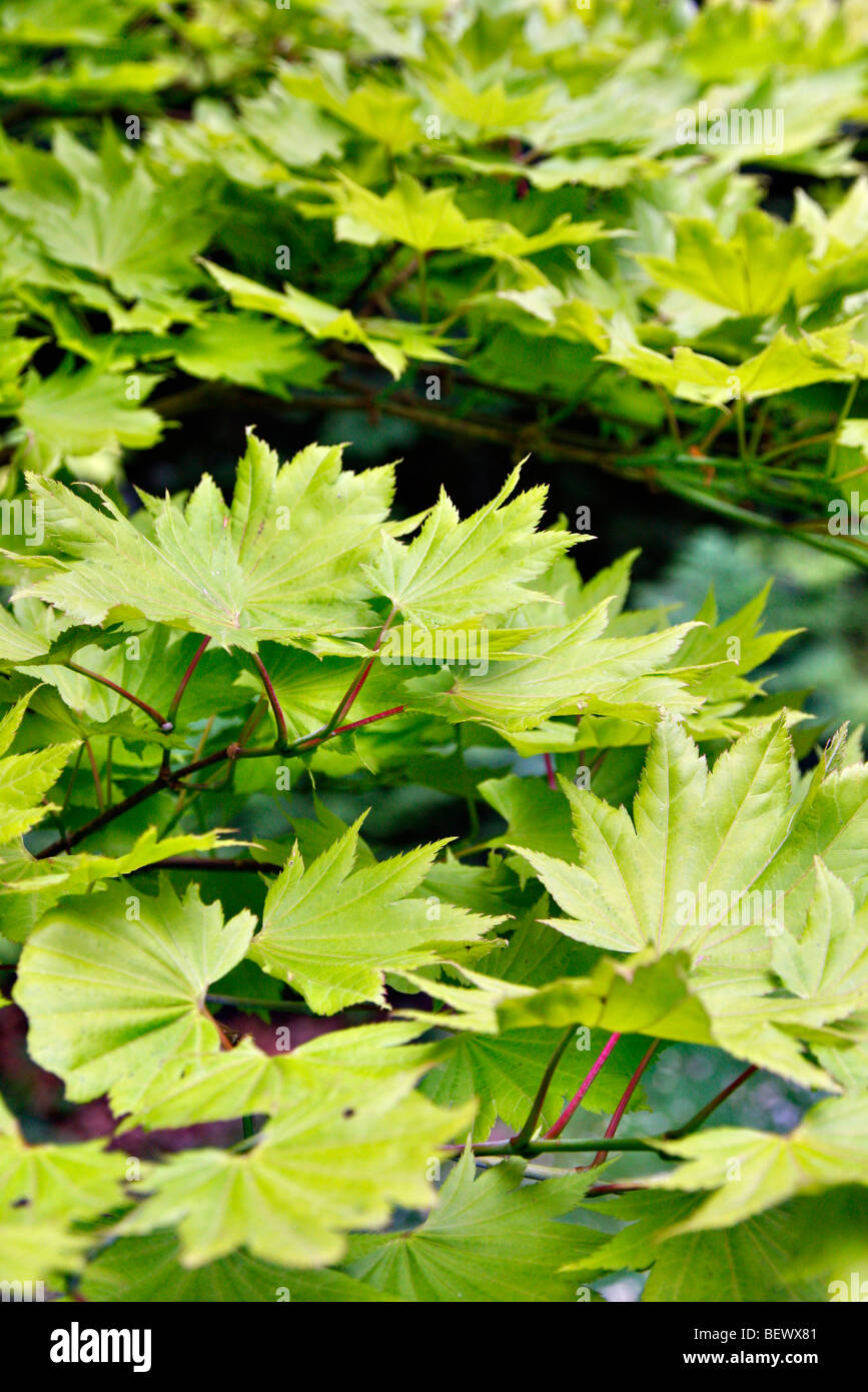 Acer shirasawanum 'aureum' feuillage nouveau AGA - syn Acer japonicum 'aureum' Banque D'Images