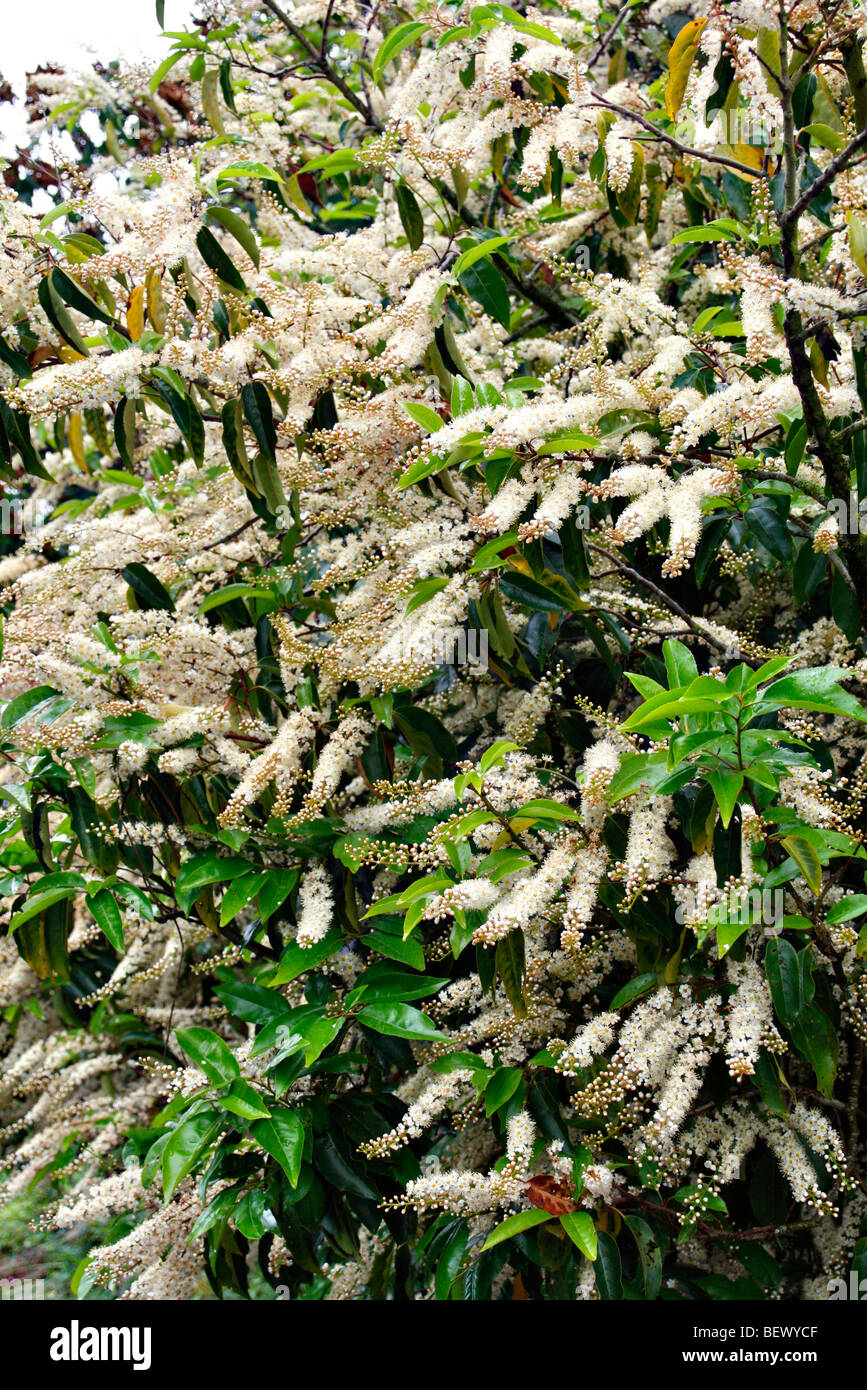 Prunus lusitanica - Laurier portugais Banque D'Images