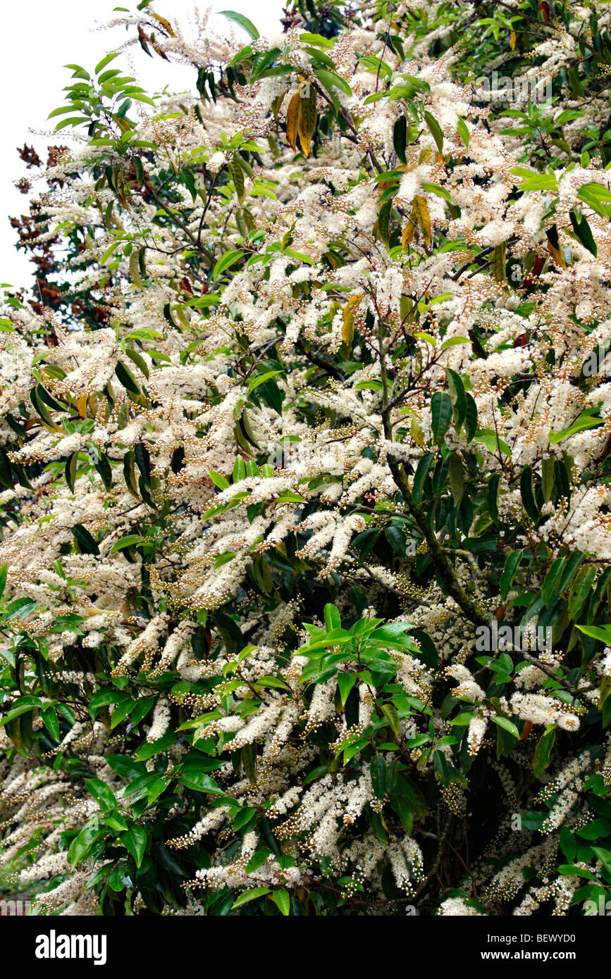 Prunus lusitanica - Laurier portugais Banque D'Images