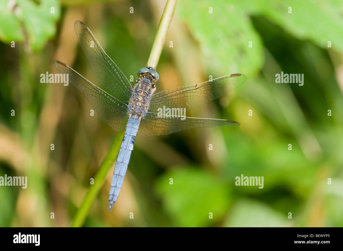 Skimmer carénées (Libellule Orthetrum coerulescens) mâle. La Hongrie, août. Banque D'Images