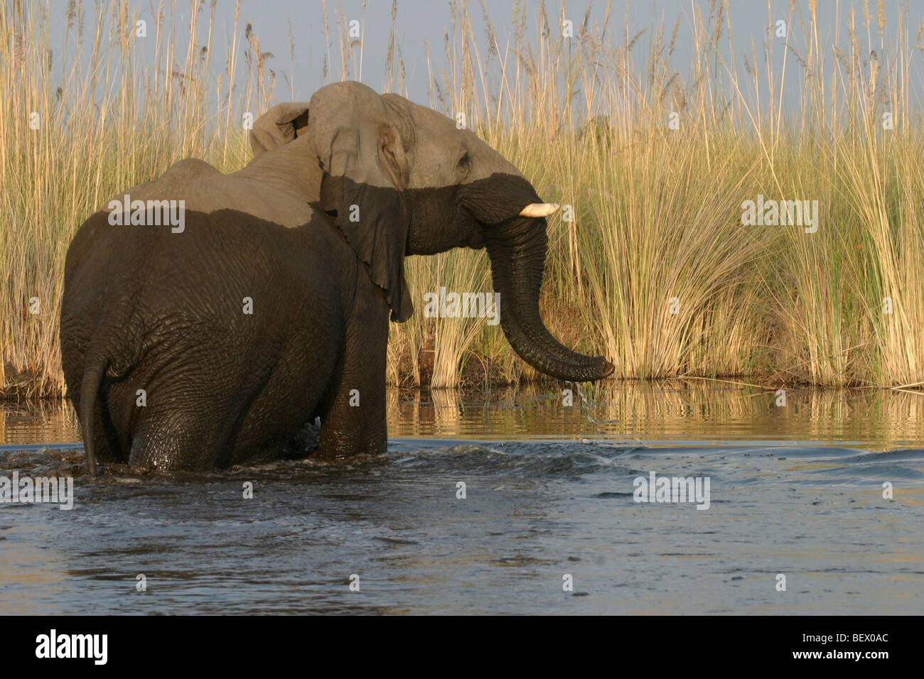 L'éléphant africain de ralentissement en canal d'eau dans le Delta de l'Okavango, au Botswana. Banque D'Images