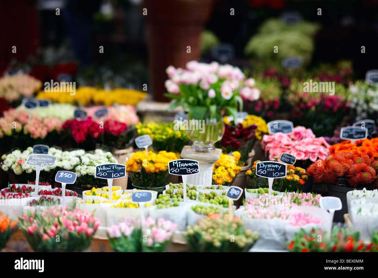 Tulipes au marché aux fleurs flottant à Amsterdam, Pays-Bas Banque D'Images