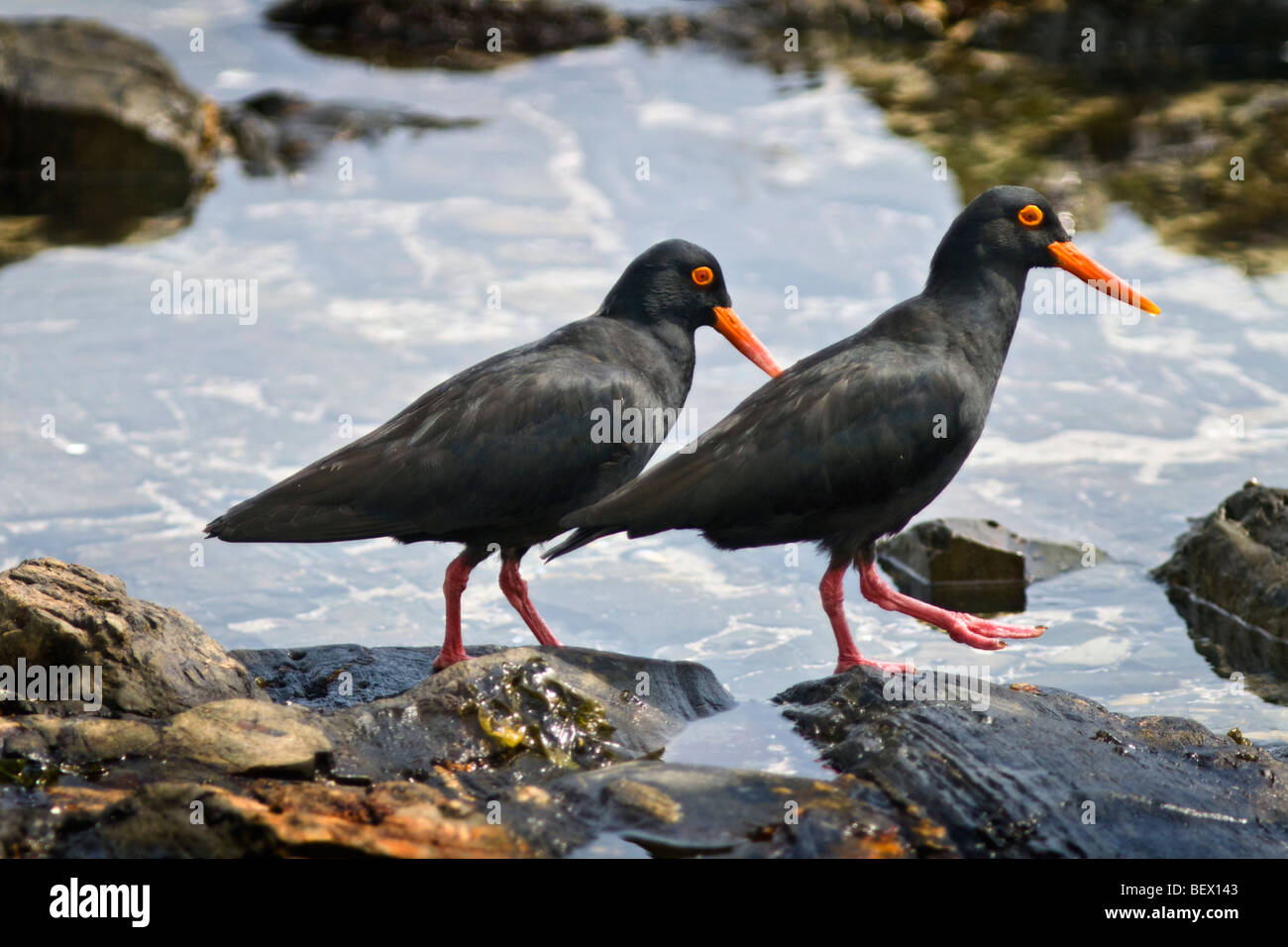 L'huîtrier noir africain (Heamatopus moquini), sur les rochers Banque D'Images