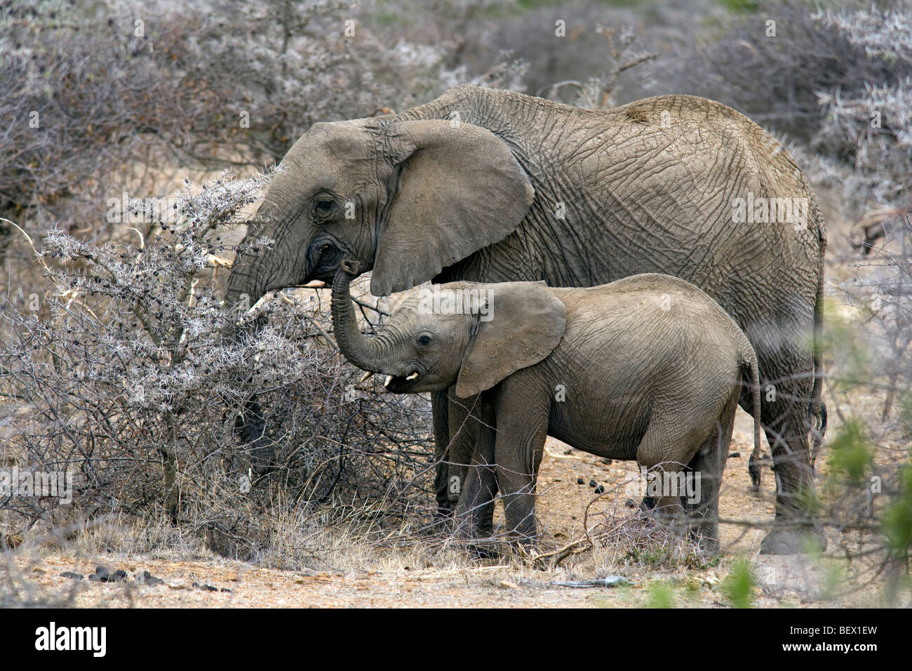Mère et bébé éléphant africain - Ranch El Karama, région de Laikipia, Kenya Banque D'Images