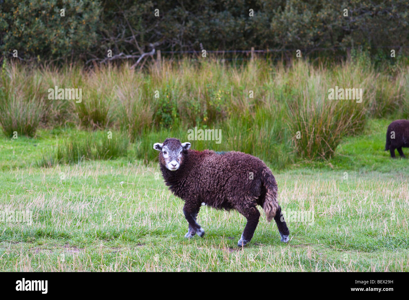 Moutons dans le Lake District Banque D'Images