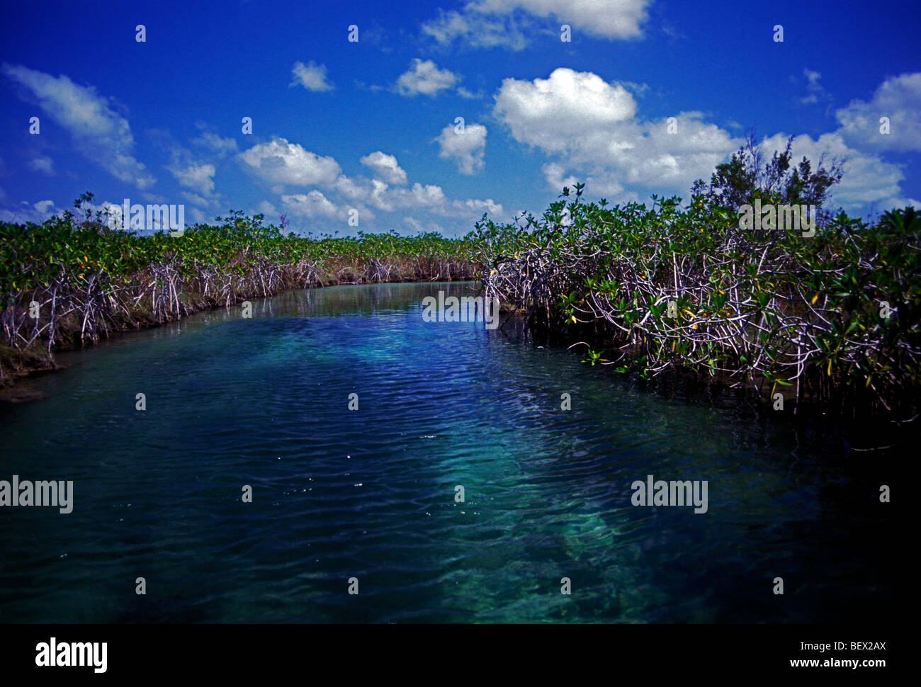 Les mangroves, les mangroves, les zones humides, mangroves, stand des zones humides, habitats fauniques, Sian Ka'an de la biosphère, de l'état de Quintana Roo, Yucatan, Mexique Banque D'Images