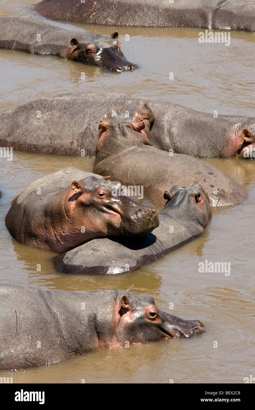 Hippopotamus - Masai Mara National Reserve, Kenya Banque D'Images
