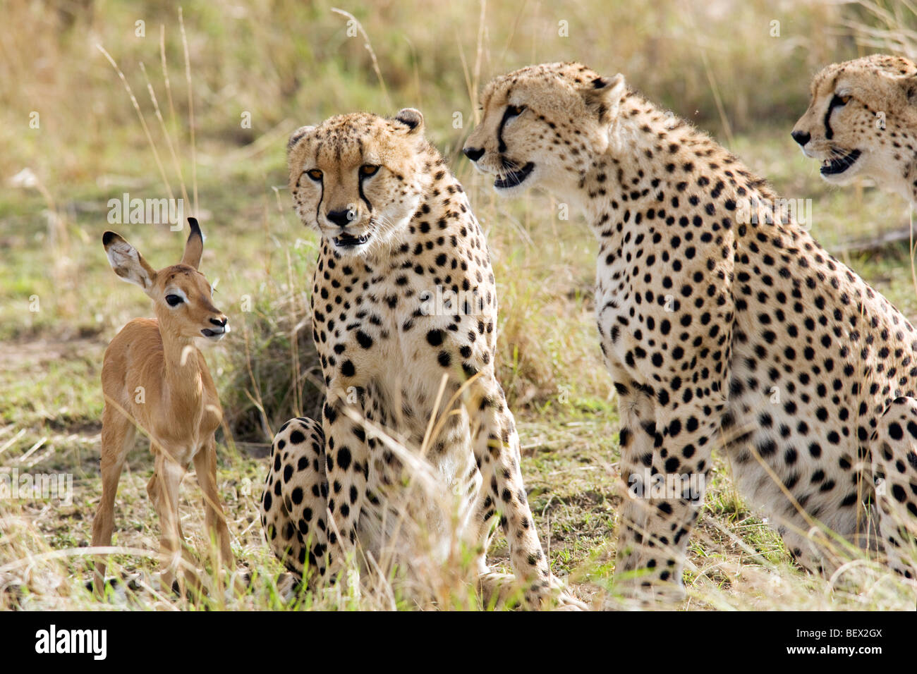 Cheetah avec bébé impala - Masai Mara National Reserve, Kenya Banque D'Images