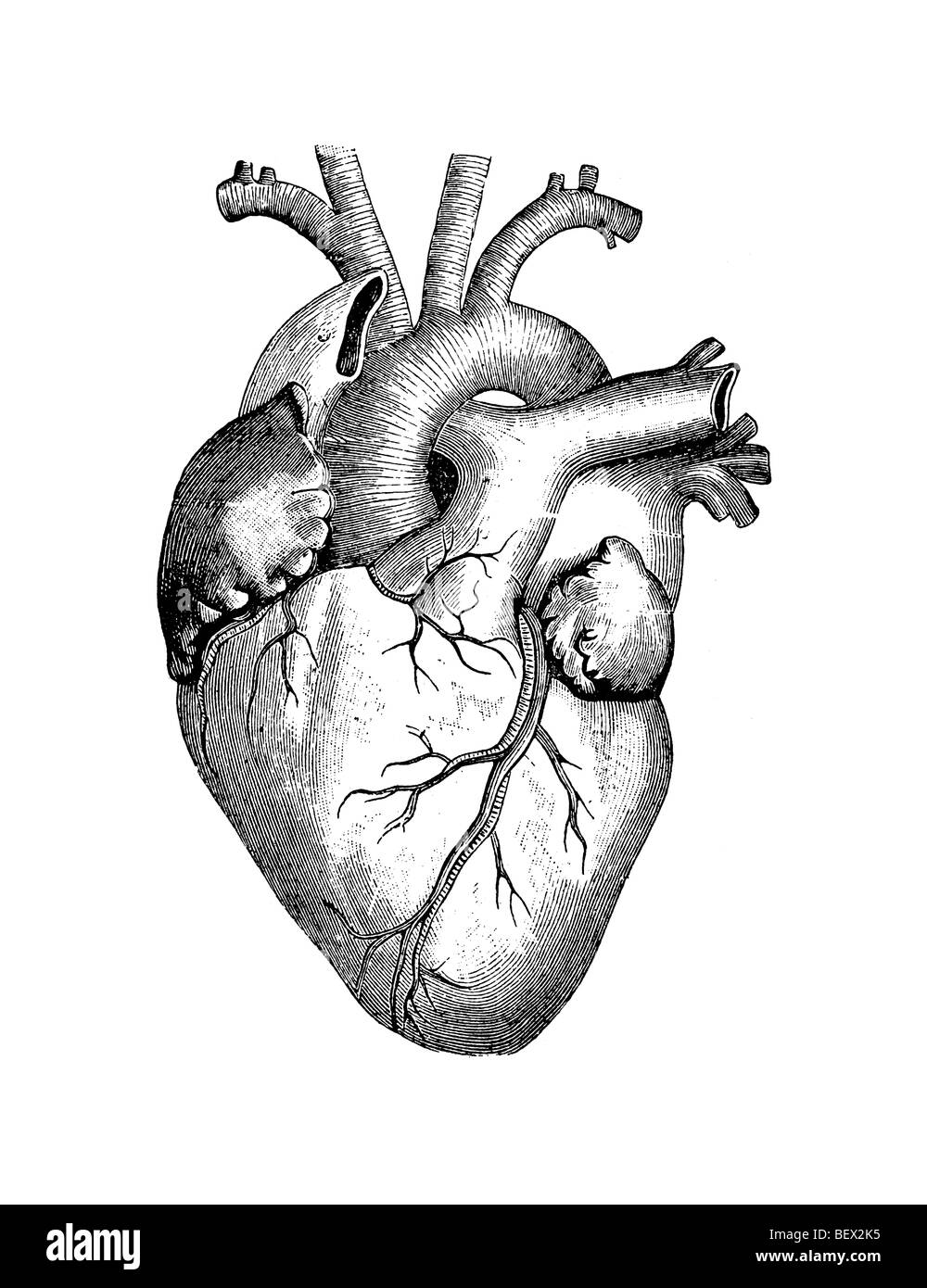 Illustration du cœur humain Banque D'Images