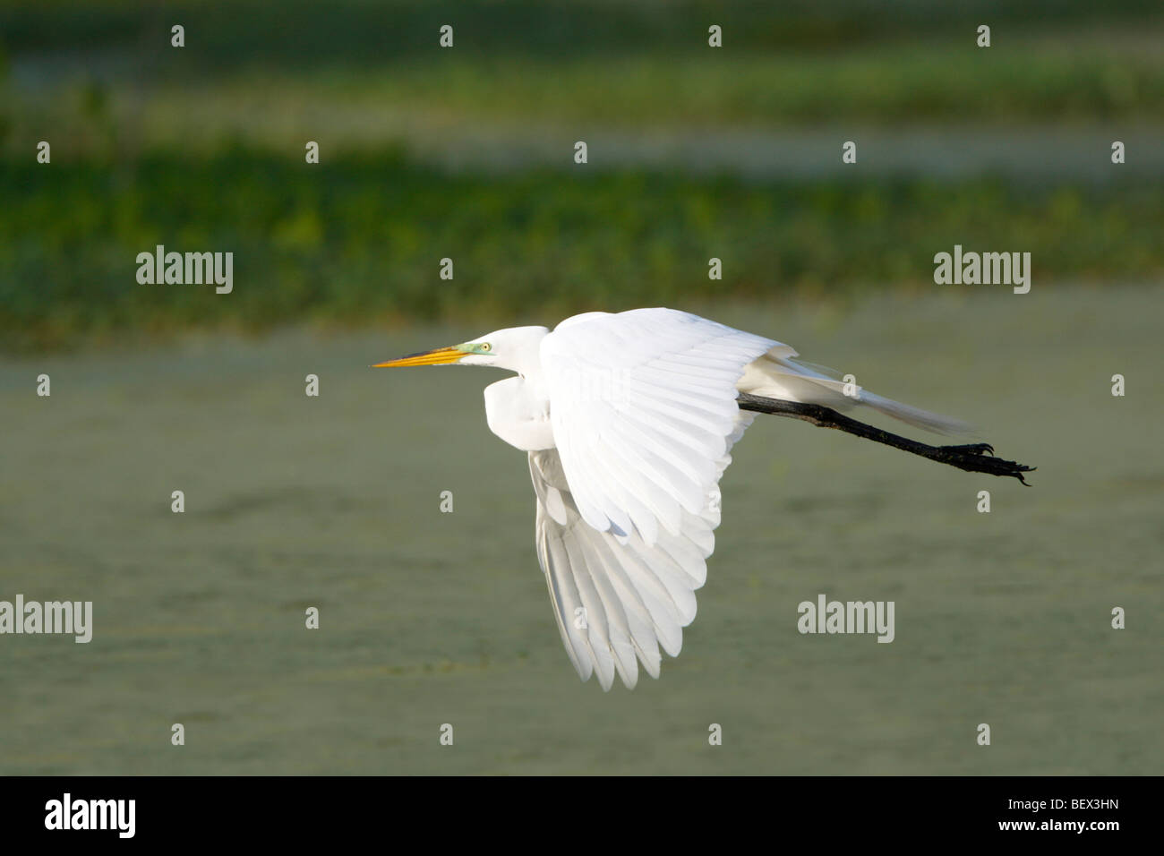 Grande Aigrette en vol Banque D'Images