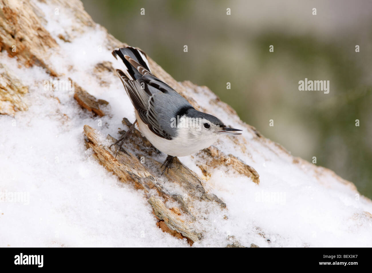 Sittelle à poitrine blanche dans la neige Banque D'Images