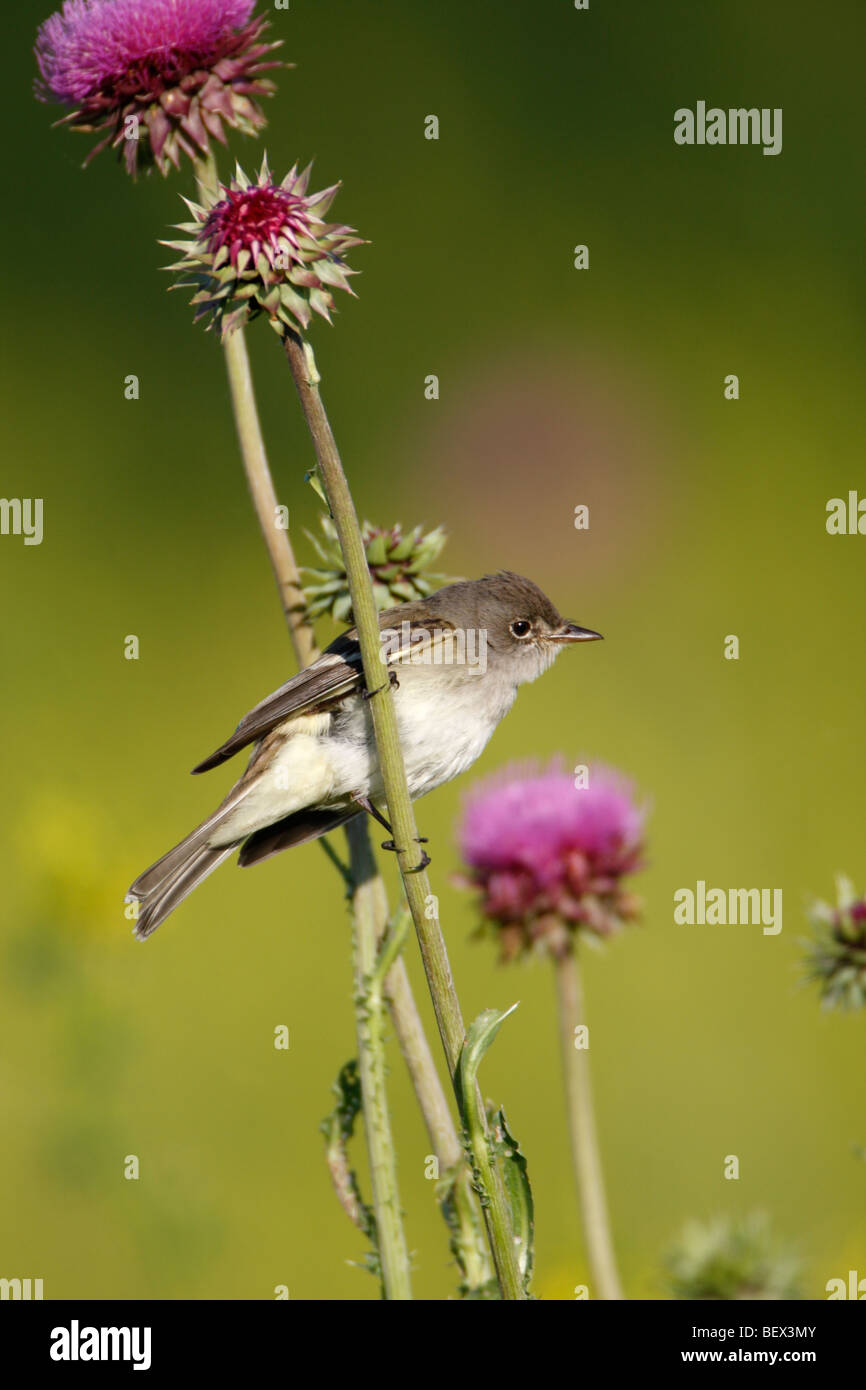 Moucherolle des saules se percher sur Thistle Wildflowers Banque D'Images