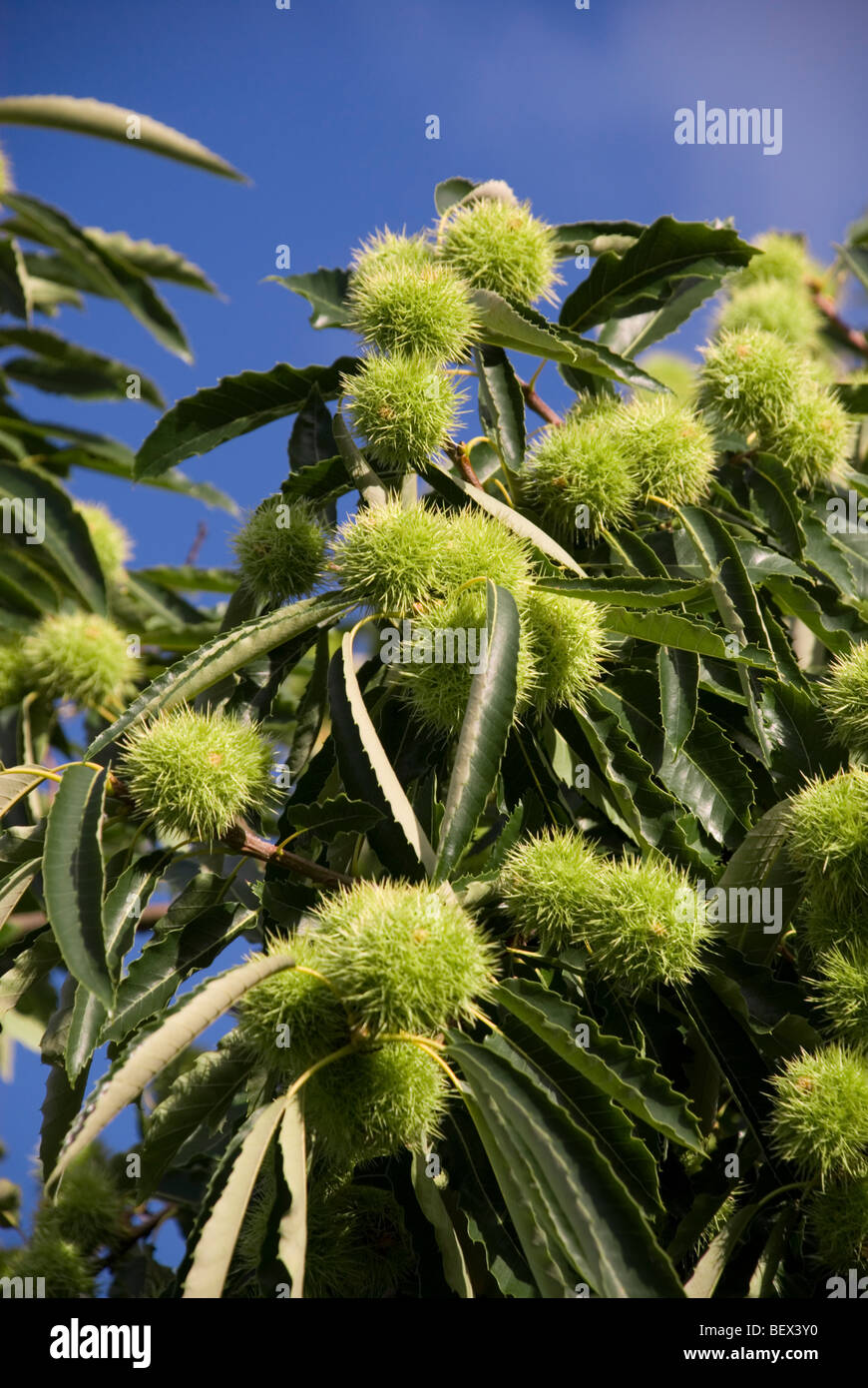 Le châtaignier, Castanea sativa Banque D'Images