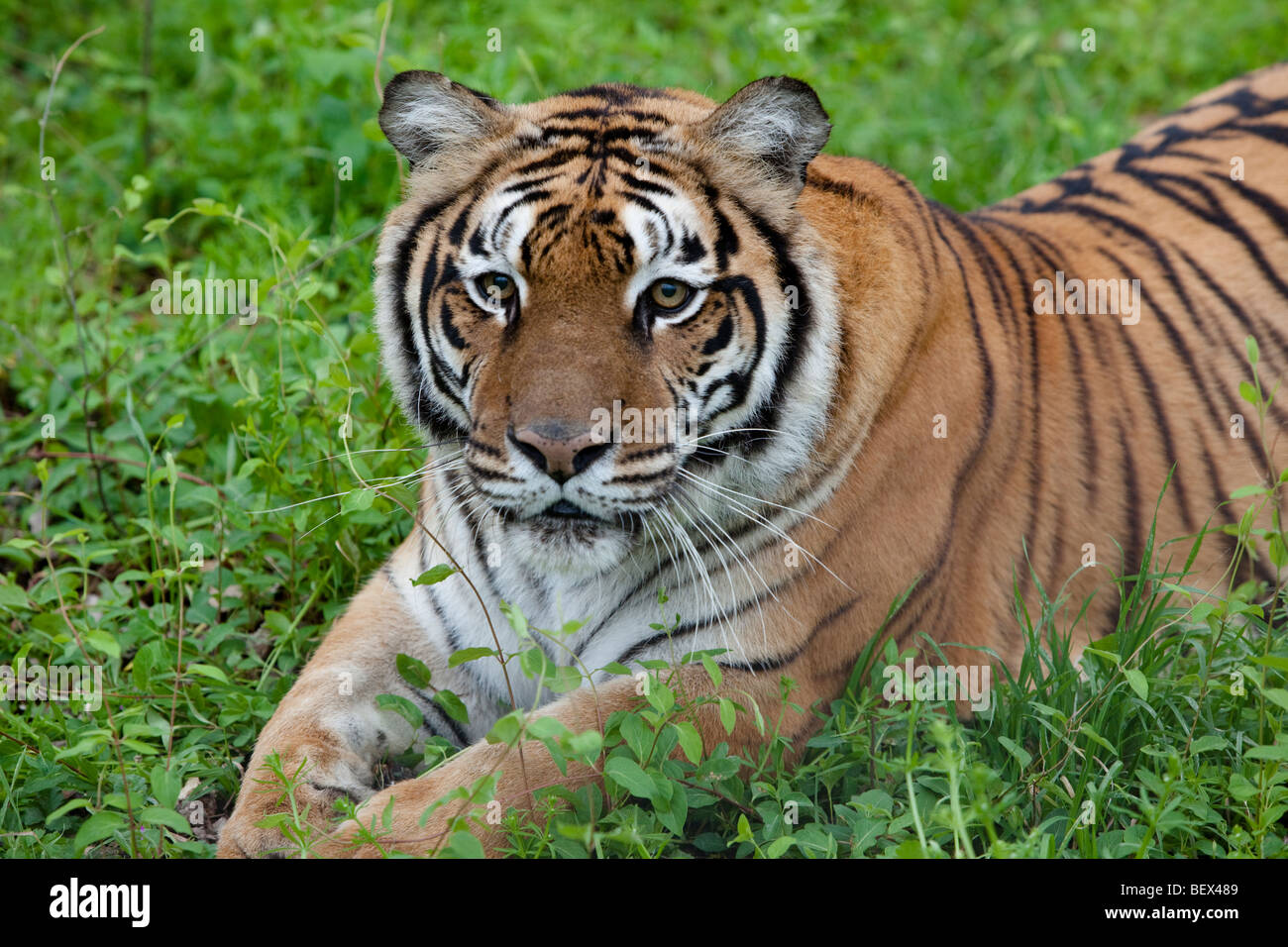 Tigre, chat mâle, espèce en voie de disparition Banque D'Images