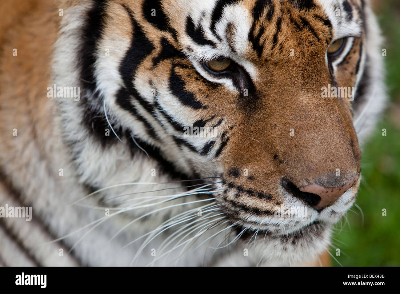 Close up de Tigre, chat mâle, espèce en voie de disparition Banque D'Images