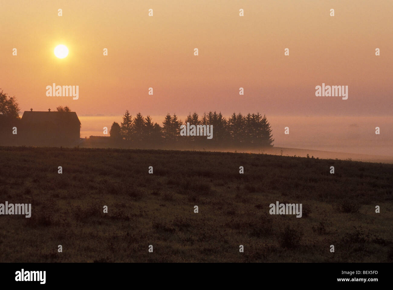 Le sud-ouest de l'Ontario Farm au lever du soleil, entouré par le brouillard Banque D'Images