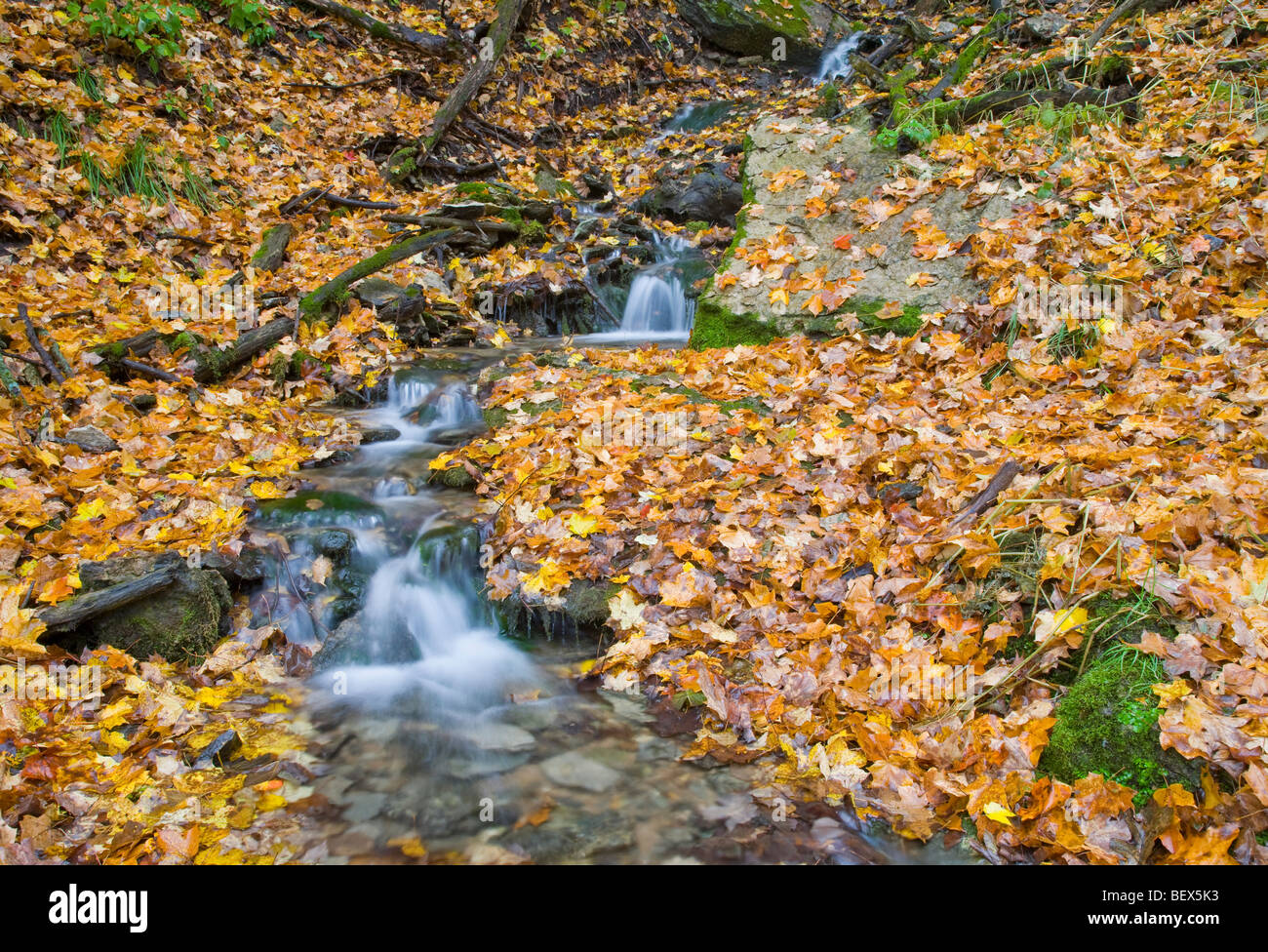En automne, les ressorts Malanaphy Malanaphy Springs Preserve, Winneshiek County, Iowa Banque D'Images