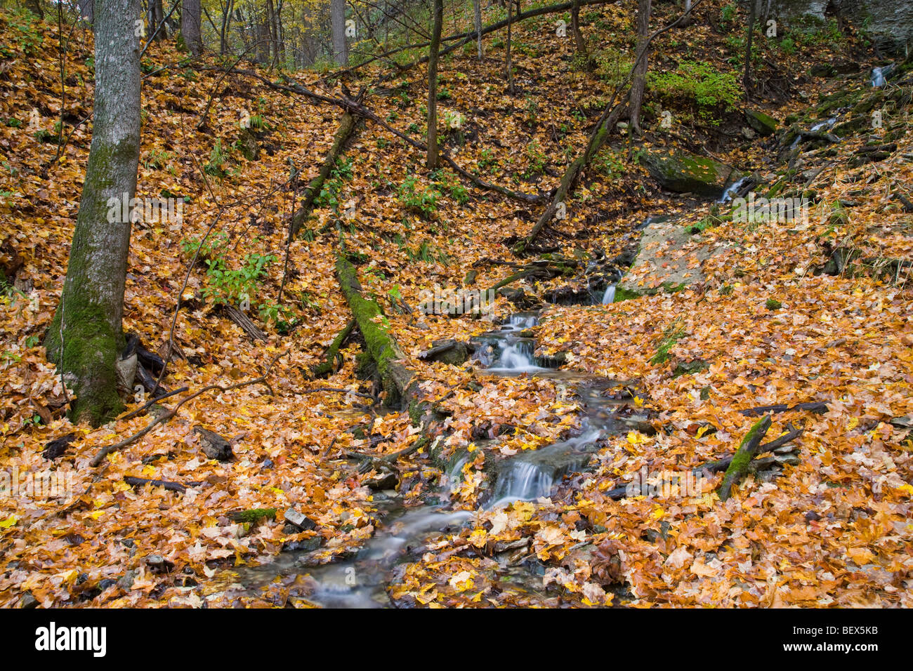 En automne, les ressorts Malanaphy Malanaphy Springs Preserve, Winneshiek County, Iowa Banque D'Images