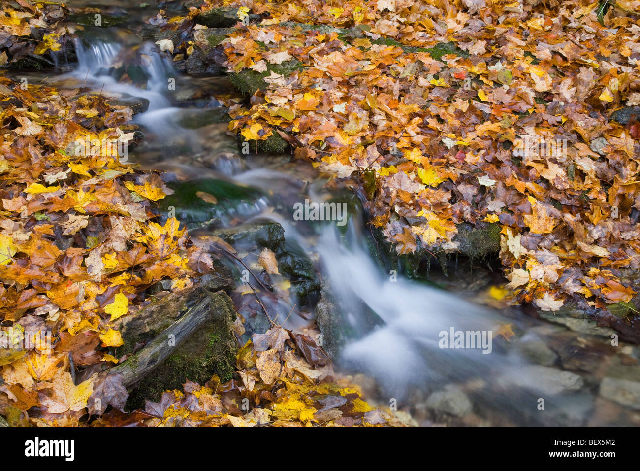 En automne, les ressorts Malanaphy Malanaphy Springs Preserve, Winneshiek County, Iowa Banque D'Images
