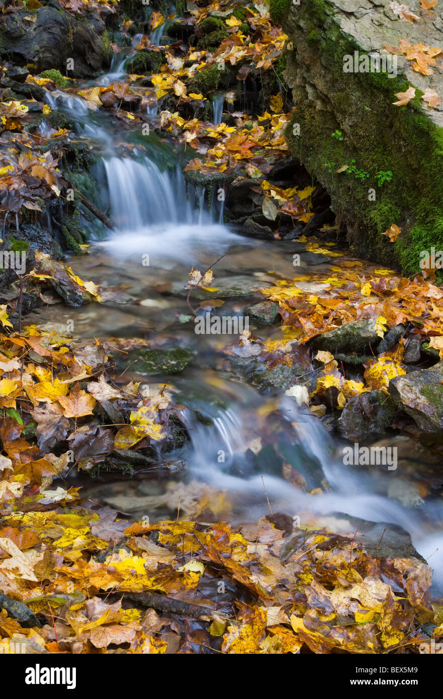 En automne, les ressorts Malanaphy Malanaphy Springs Preserve, Winneshiek County, Iowa Banque D'Images