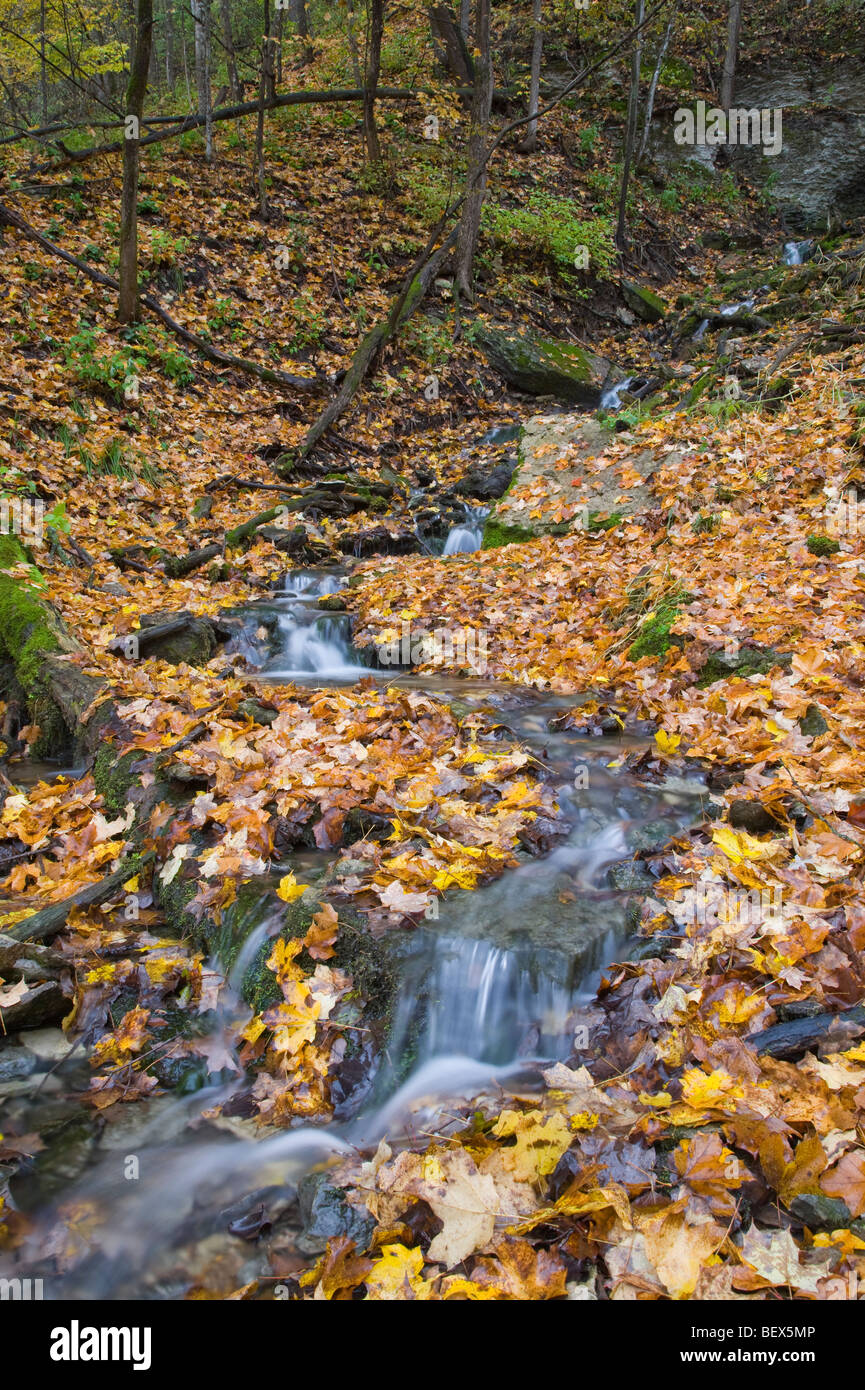 En automne, les ressorts Malanaphy Malanaphy Springs Preserve, Winneshiek County, Iowa Banque D'Images