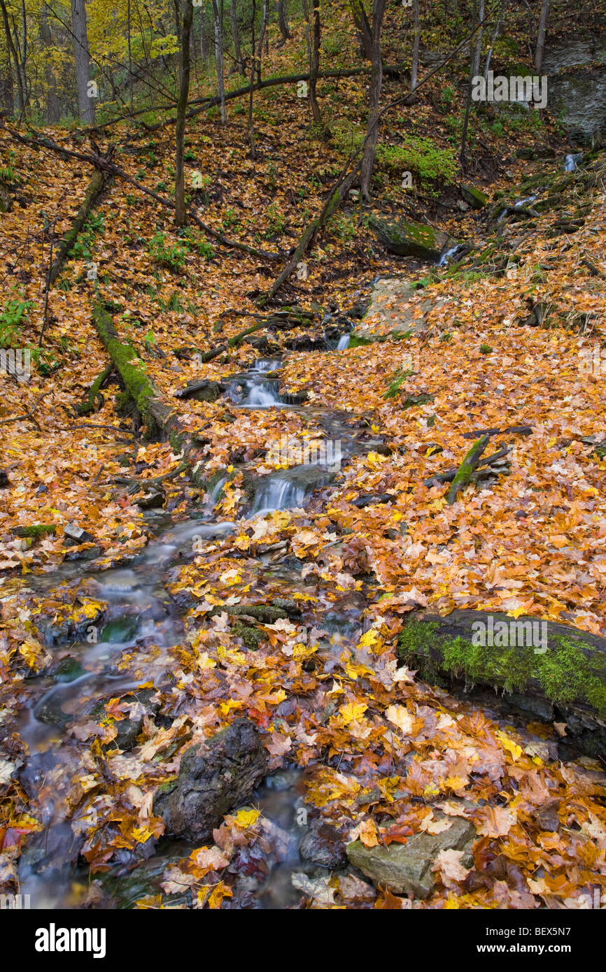 En automne, les ressorts Malanaphy Malanaphy Springs Preserve, Winneshiek County, Iowa Banque D'Images