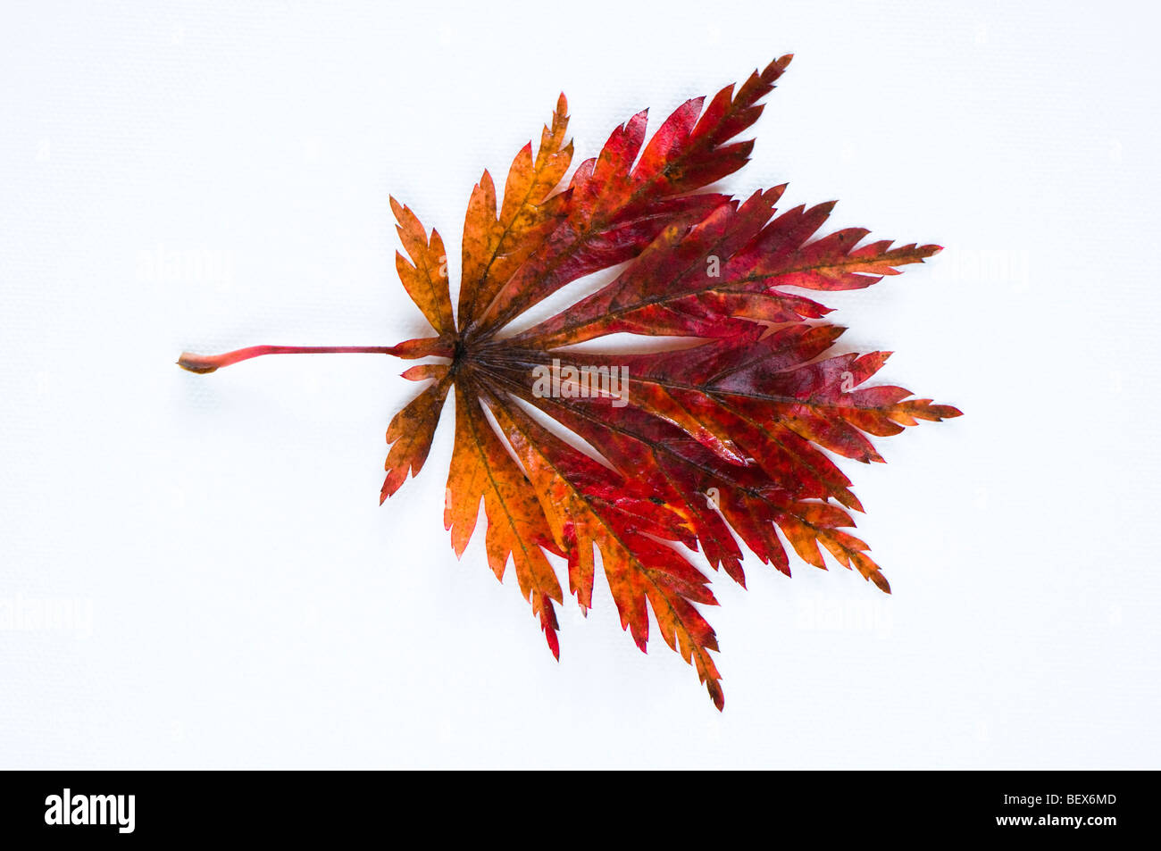 Acer japonicum Aconitifolium, Pleine Lune feuille d'érable contre un blanc backgroun Banque D'Images