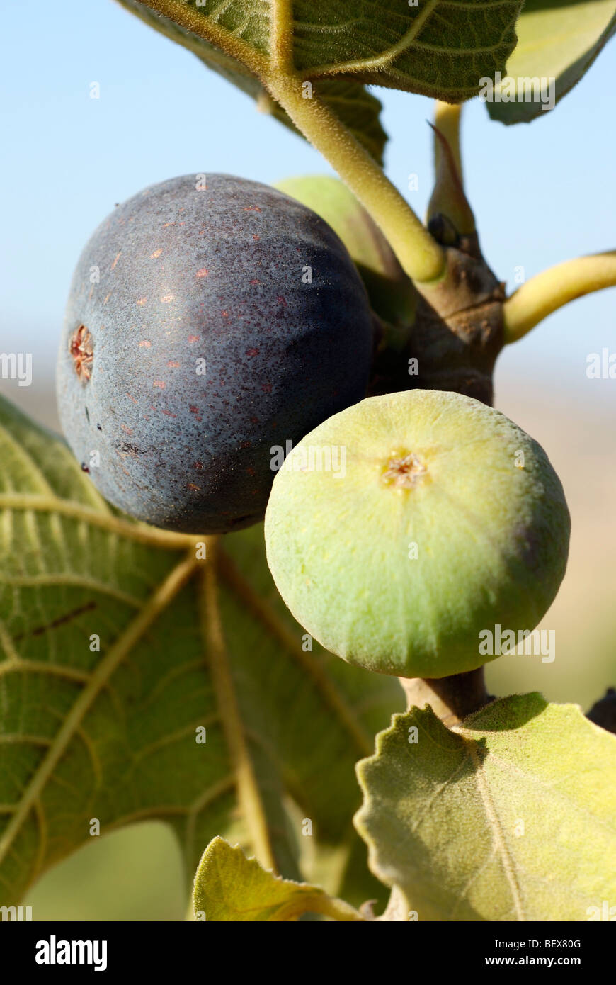 Close up du fruit et les feuilles d'un figuier Ficus carica fond de ciel bleu Banque D'Images