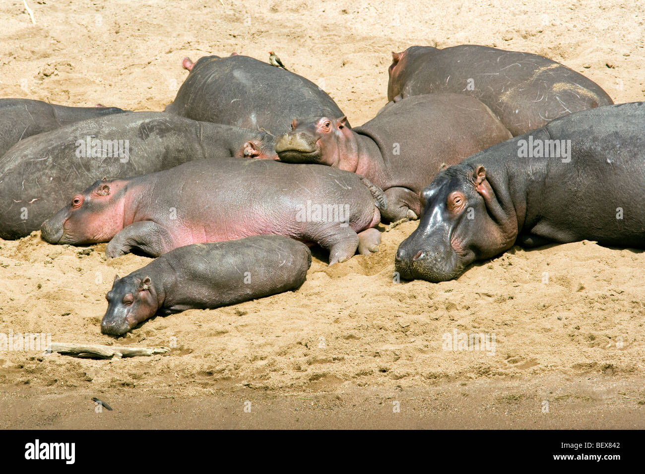 Hippopotamus - Masai Mara National Reserve, Kenya Banque D'Images